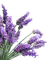 Flowers purple bp