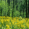 forest meadow gif  bg foret pairie fond