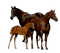 hästar-----horses