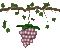 grapes on a vine - 無料のアニメーション GIF アニメーションGIF