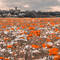 dolceluna poppy poppies field animated background - Ingyenes animált GIF animált GIF