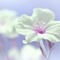 bg-soft flower-blue - Free PNG Animated GIF