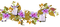 flower senz - δωρεάν png κινούμενο GIF