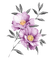 Fleur.Flower.purple.Victoriabea - PNG gratuit GIF animé
