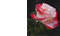 From me. rose. Slow 5* - Animovaný GIF zadarmo animovaný GIF