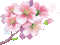 Sakura Blossom - Бесплатни анимирани ГИФ анимирани ГИФ