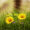 background hintergrund fondo flowers milla1959 - GIF animate gratis GIF animata