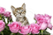 cats e rosas-l - ingyenes png animált GIF