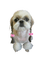 Tube Animaux Chien - Free PNG Animated GIF