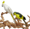 perroquet.Cheyenne63 - PNG gratuit GIF animé