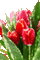 red tulips glitter - Animovaný GIF zadarmo animovaný GIF