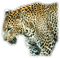 Tournesol94 animaux - 免费PNG 动画 GIF