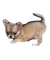 Chihuahua - PNG gratuit GIF animé