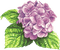 hydrangea Bb2 - Free PNG Animated GIF