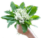 muguet may flower lily of the valley muguet
