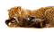 loly33 tigre - kostenlos png Animiertes GIF