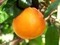 orange - png gratis GIF animado