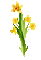 fleur jonquille - GIF animé gratuit