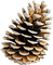 pine cone Bb2 - png grátis Gif Animado