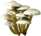 Mushroom - ingyenes png animált GIF