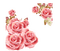 rose rose.Cheyenne63 - bezmaksas png animēts GIF