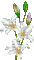 Flowers - 無料のアニメーション GIF アニメーションGIF