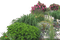 plants garden sunshine3 - Free PNG Animated GIF