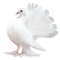 Oiseau - png gratis GIF animado