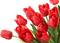 spring flower flowers_fleur fleurs_printemps - png gratis GIF animado