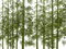 Wald - darmowe png animowany gif