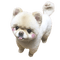 Blushy Pomeranian - Безплатен анимиран GIF