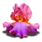 Fleur - бесплатно png анимированный гифка