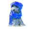 kikkapink winter dog blue