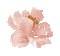 Aquarelle.Fleur.Flower.Pink.Victoriabe - GIF animé gratuit GIF animé