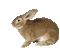 Bunny - Nemokamas animacinis gif animuotas GIF