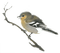 birds katrin - ingyenes png animált GIF