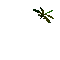 Dragonfly katrin - Nemokamas animacinis gif animuotas GIF