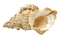 sea shells bp - Free PNG Animated GIF