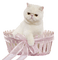 Cat Chat Basket - PNG gratuit GIF animé