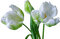 Tulpen - безплатен png анимиран GIF