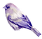 Kaz_Creations Birds Bird Purple - PNG gratuit GIF animé