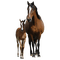 лошадь с жеребенком - Free PNG Animated GIF
