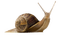 Kaz_Creations Snail - ilmainen png animoitu GIF
