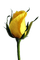 Rosenknospe, Rose, Gelb - безплатен png анимиран GIF