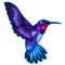 hummingbird deco - gratis png geanimeerde GIF