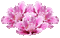 Pink Flowers - Besplatni animirani GIF animirani GIF