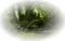 bosque - 免费PNG 动画 GIF