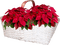 Christmas flower - nemokama png animuotas GIF