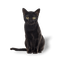 kikkapink deco scrap black cat - gratis png animeret GIF