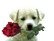 puppy with red rose - GIF animé gratuit GIF animé